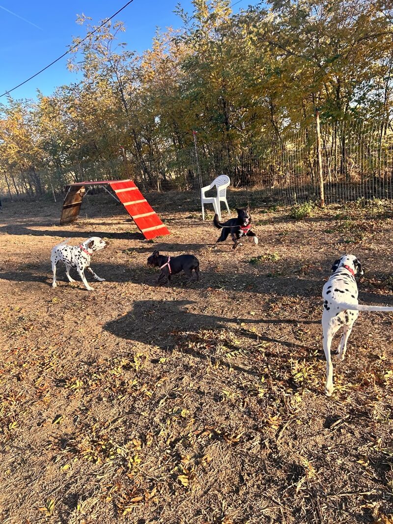 Kutyanapközis pillanatok